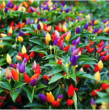 Chili bolivian rainbow for sale  LONDON