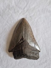 Megalodon shark fossil for sale  BUCKINGHAM