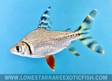 Red flagtail prochilodus for sale  Livingston