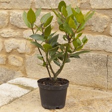 Herb plant kitchen for sale  PETERBOROUGH