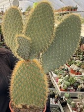 Vaso opuntia galapageia usato Vaso opuntia galapageia usato  Barcellona Pozzo di Gotto