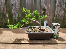 Styled texas yew for sale  Saint Louis