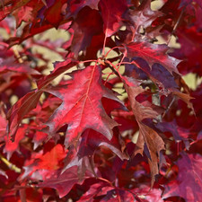 Quercus rubra rovere usato  Napoli