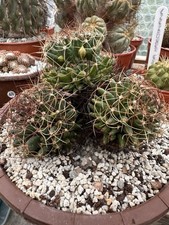 Mammillaria decipiens form for sale  CAMBORNE