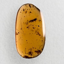 Spider burmese amber for sale  GILLINGHAM