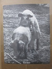 Makin bacon 1970 for sale  Covina