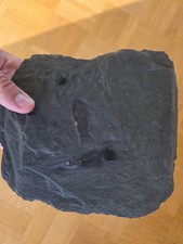 Drepanaspis platten panzerfisc gebraucht kaufen  Mainz