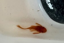 Longfin super red for sale  Spring Valley