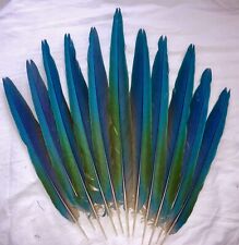 Hybird macaw tail for sale  Wadmalaw Island