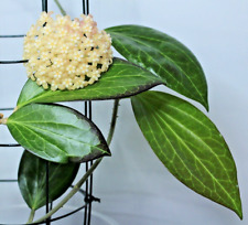Hoya hellwigiana . gebraucht kaufen  Nürnberg
