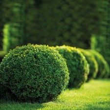 Buchsbaum kugel buxus gebraucht kaufen  Deutschland