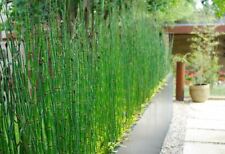 Equisetum hyemale miniature for sale  Marysville
