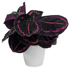 Calathea surprise star for sale  UK
