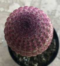 Echinocereus rigidissimus rain for sale  San Marcos