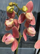Rchidee phalaenopsis apple gebraucht kaufen  Bremen