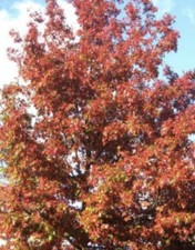 Eiche roteiche baum gebraucht kaufen  Wusterwitz