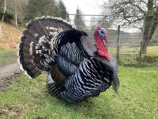 Norfolk bronze turkey for sale  MUIR OF ORD