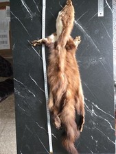 Beech stone marten for sale  BIRMINGHAM