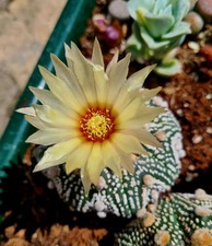 Astrophytum asterias cv. for sale  CLACTON-ON-SEA