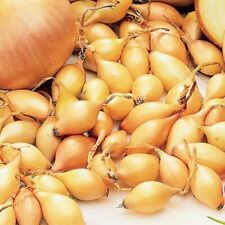 Onion sets radar for sale  MANCHESTER