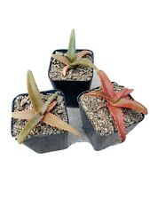 branching aloe for sale branching aloe for sale Carlsbad