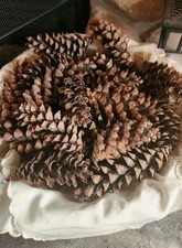 Wisconsin eastern white for sale  Oxford