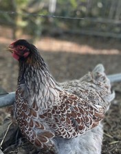 Blue laced wyandotte for sale  CASTLE DOUGLAS