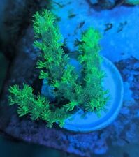 Neon green kenya for sale  FOLKESTONE