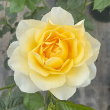 Yougarden julie rose for sale  PETERBOROUGH