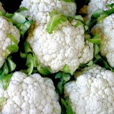300 snowball cauliflower for sale  Wichita