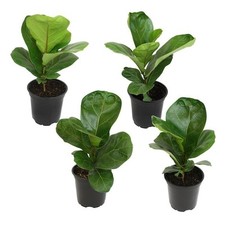 4.25 ficus lyrata for sale  New York