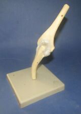 Ancienne maquette anatomie d'occasion  Mussidan