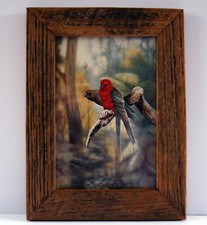australian parrots for sale australian parrots for sale WOODBRIDGE