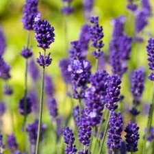English lavender plant for sale  IPSWICH