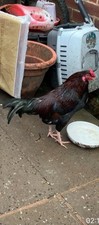 Pakistani aseel asil for sale  OLDHAM