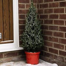 Potted christmas tree for sale  PAIGNTON
