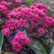 Sedum superstar hardy for sale  UK