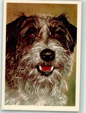 39893264 terrier usato  Spedire a Italy