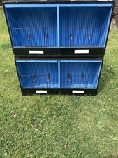 breeding budgies for sale breeding budgies for sale WHITBY