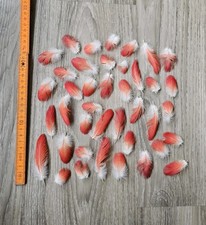 Rote vogelfedern papageienfede gebraucht kaufen  Haarbach