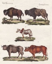 Chse bison büffel gebraucht kaufen  Seubersdorf