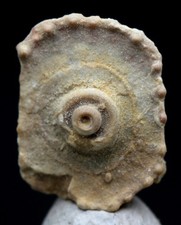 Sea urchin fossil for sale  Tucson