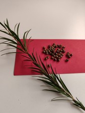 Red bottle brush for sale  LONDON
