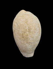 Conchiglia shell cypraea usato  San Cesareo