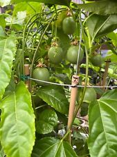 Passion fruit plant for sale  LONDON