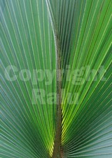 Nature palm leaf for sale  Watertown