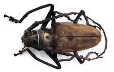 Cerambycidae batocera numitor gebraucht kaufen  Wadern