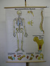 Menschliche skelett schädel gebraucht kaufen  Cottbus
