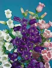 Canterbury bells mixed for sale  GREAT YARMOUTH