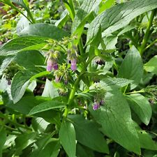 Russian comfrey bocking d'occasion  Expédié en Belgium